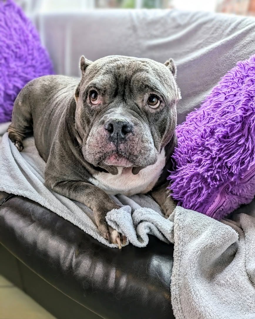 Grey bully dog relaxing after a visit