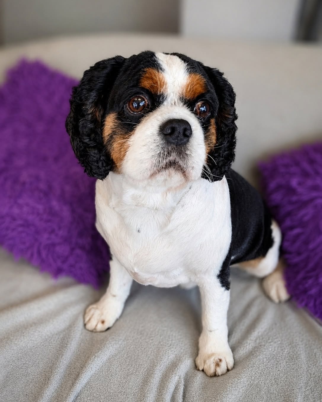 Freshly groomed tricolour spaniel