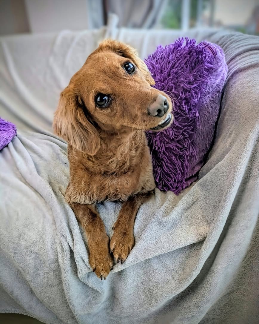 A happy dachshund receiving personal care