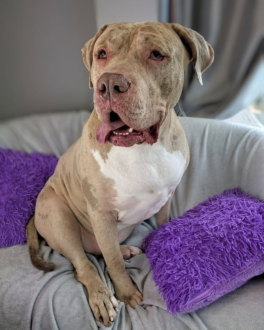 A relaxed dog in the caring environment at Furbabies