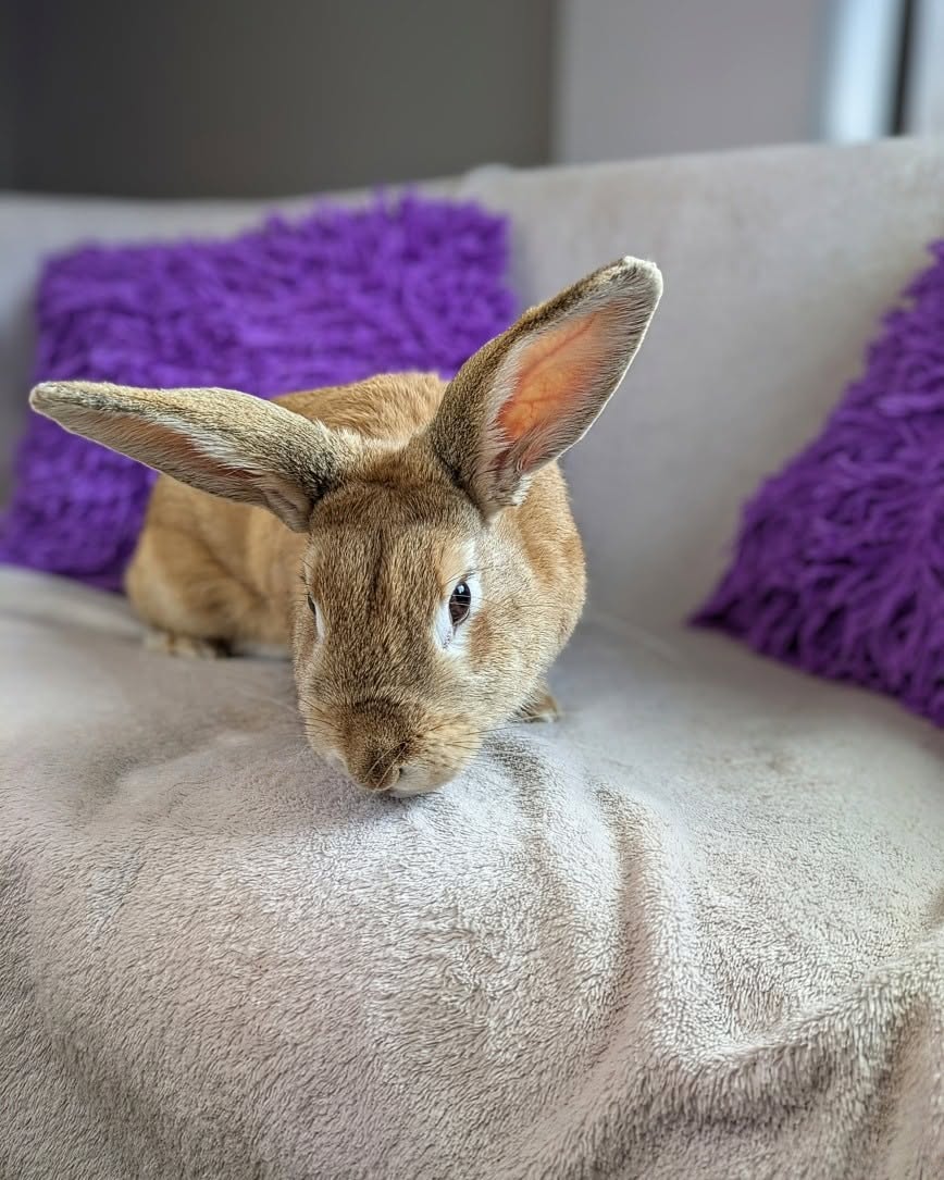 A calm tan rabbit at Furbabies Pet Parlour